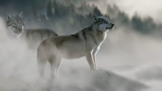 Wolf Spirit - Shamanic Healing Music #Wolf #Meditation #432Hz #Shamanic #Music