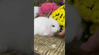 thỏ có dễ nuôi không ?  #petxinh #cuterabbit #thỏ #thohalan #minilop #hollanlop #thothailan #minirex