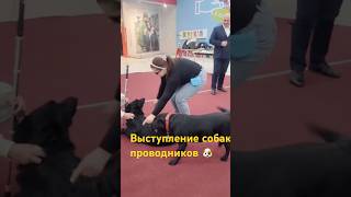 Урок добра - выступление собак проводников 🐕 #собакапроводник #лабрадор #овчарка #незрячие  ￼