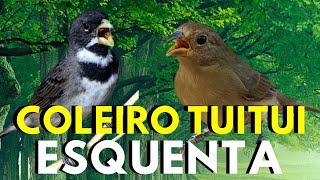 ESTE Coleiro tui tui 💥 Canto de coleiro tui tui  💥 Coleiro tui tui cantando 💥 Coleiro tui tui