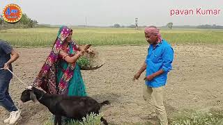 holi ka bakra !! बकुला खेत में होली का मजा !! जूनियर डोरबा apnacomedy