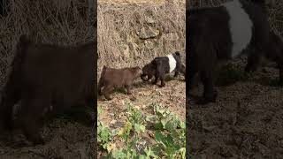 Adorable Goat Showdown: Watch These Playful Kids in Action!