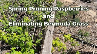 Spring Pruning Raspberries and Tidying Up Perennials