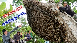 #1134. Khu Vườn 400K Ngày Trước Bắt 4 Tổ Ong. 400K Garden DAY AGO Caught 4 Beehives