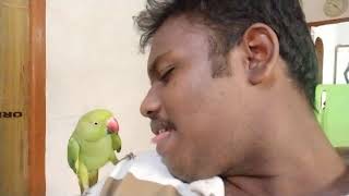 Indian green parrot playing