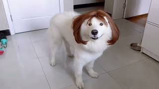 pet wig