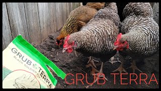 Grub Terra Chicken Feed - Keeping Happy and Productive Chickens