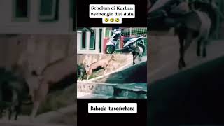 kambing main perosotan sebelum di potong