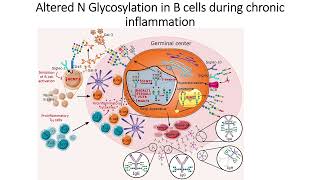 N-Glycosylation alteration in B-cells (adaptive immune cells) during chronic inflammation #Code: 531