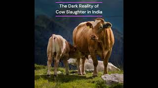 #slaughter #cow #gau #gauhatya #hatya #goushala #gaushala #goshala #cowshed #reality #dark #beef