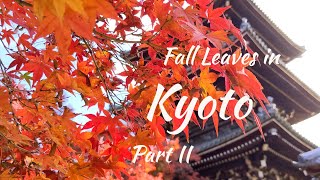 Fall Leaves in Kyoto Part II • 京都の紅葉第二部