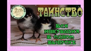 Первая инкубация 2019 от 🥚А до Я 🐣