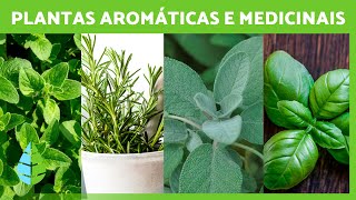 4 PLANTAS AROMÁTICAS E MEDICINAIS e seus BENEFÍCIOS PARA A SAÚDE 🌿✅