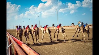 Al Wathba Camel Race - Abu Dhabi