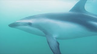 Swimming with Dolphins in Kaikoura, New Zealand!