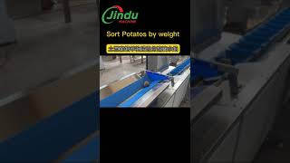 potato grading machine sort potatoes by weight  #machine #weighingsystem #sorting #equipment