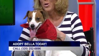 UTVS Pet of the Week: Meet Bella!