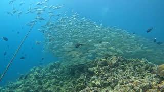 School of fish in the Marine Sanctuary