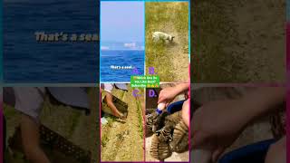 Funny Animal Videos 2022 - Funniest Cute Cats And Dogs Video #cat #shorts #animals #trending #tiktok