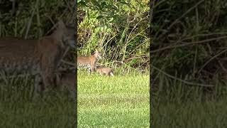 Bobcat cub among us