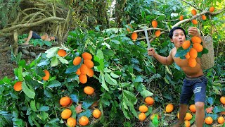 Survival in the rainforest - Man find fish | pick mangue prune for eat - Eating