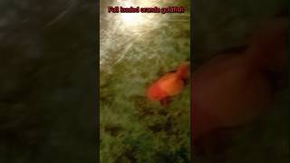 📶 Full  Loaded oranda goldfish in my farm || 🔥goldfish farming at home || @MaserKhamar #shortvideo