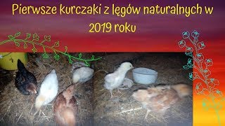 Pisklakowo II #2 - Pokaz pierwszych kurcząt z pierwszych naturalnych lęgów w 2019  roku