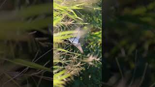 Forked tailed flycatcher #nature #wildlife #animals #birds #shorts