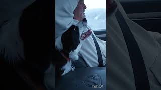 Snowy Drive with the Dogs #snow #dogs #doglover #carrides #pets #funnydogs #love #fun #cute