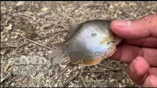 MENJALA IKAN DI PARIT KEBUN SAWIT