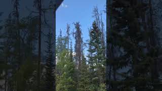 Flying through trees #travel #canada #nature #shorts