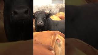 #cow #animalshorts #animals_videos