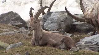 fauna   alpina  stambecchi