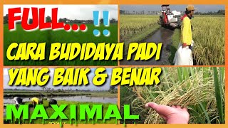 FULL.‼️CARA MENANAM PADI MULAI DARI BIBIT SAMPAI PANEN||HOW TO PLANT RICE FROM SEED TO HARVEST