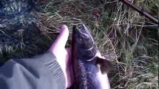 Returning a 3 lb Garynahine Autumn Salmon