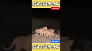 Asiatic Lion Pride| #savelion #saveasiaticlion #gir #savelions