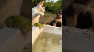 cat and dog 🐕||#comedy #funny #dog #reels #cat #freefire #dosti #shorts #viralvideo