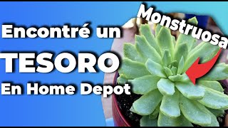 Vamos a comprar plantas e insumos a home depot