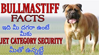 BULLMASTIFF DOG FACTS In Telugu | Taju Logics