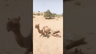 camelo baby let mar rha h at thar desert #video #viral#desi #camels #shorts #camelofthar #shortvideo