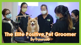 The Elite Positive Pet Groomer Program by Pawrus®