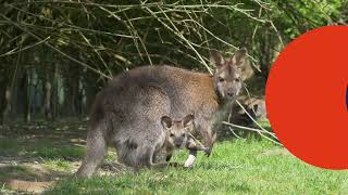 Le Bush Australien du Parc des Oiseaux