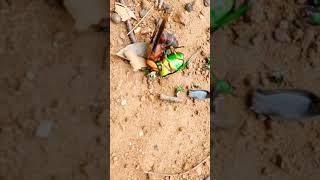 Deadly Wasps Gobbles Beetle #tiktok #shorts #wasp