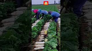 mula kheti#farming #satisfying #gardening #vegestables #youtubeshorts @rupasanjya 😍🥒