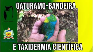 GATURAMO-BANDEIRA & TAXIDERMIA