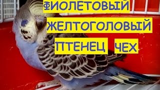 Фиолетовый Желтоголовый, Птенец Чех