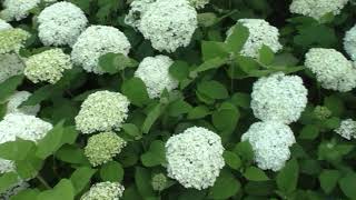 THE MAGIC GARDEN 2021FLOKSTRA HORTENSIA BLOEMEN TUIN VIDEO YOUTUBE  BERT