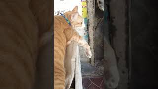 CAT NOT FOR SALE  50 THB #shorts #shorts #cat