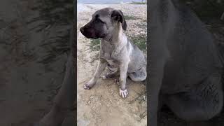 Cute animal. Funny puppy and cat #dog #dogs #puppy #cat #pets #pet #funnypets #funnyvideo #cutedogs