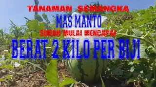 SEPUTAR PERKEBUNAN MAS MANTO DI BUKIT HARAPAN ‼️SEMANGKA SUDAH MULAI MENCAPAI BERAT 2 KILO PER BIJI